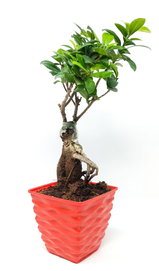 ficus microcarpa