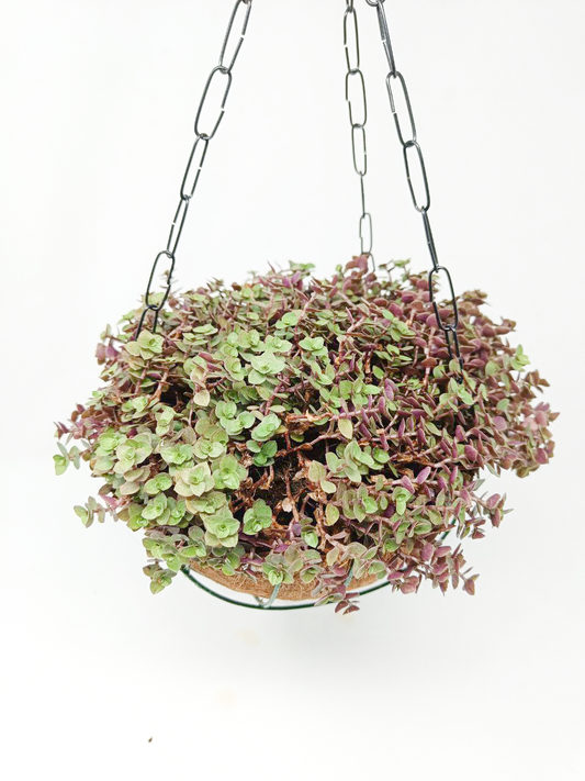 Callisia repens + Hanging Basket