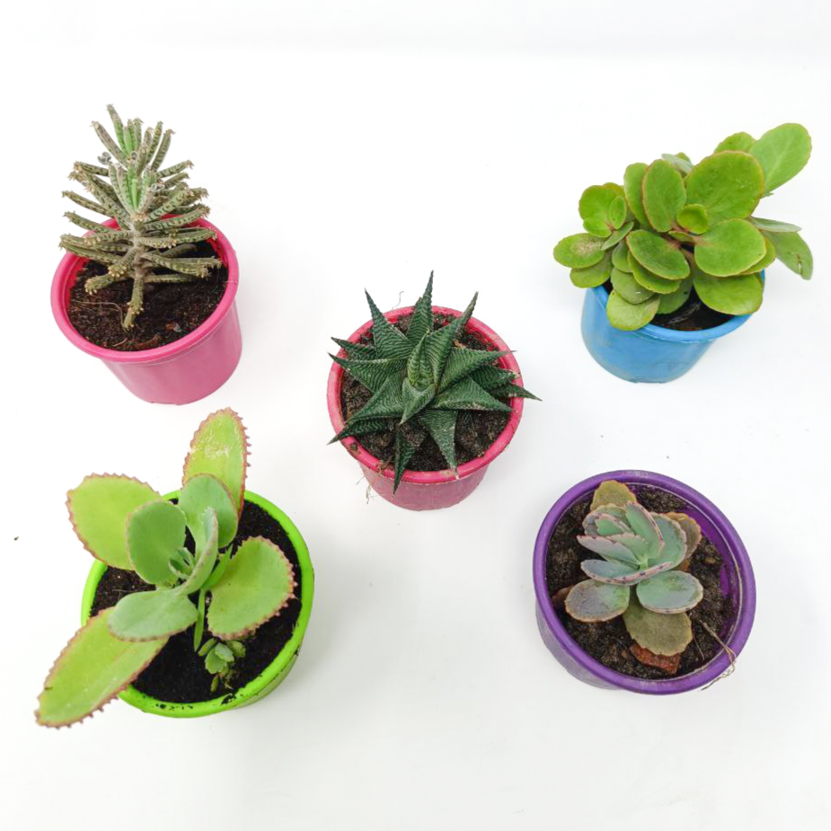 5 Succulent Plants Set-2