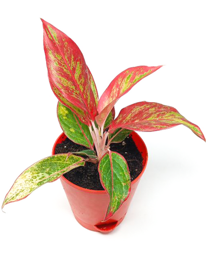 Aglaonema Lipstick