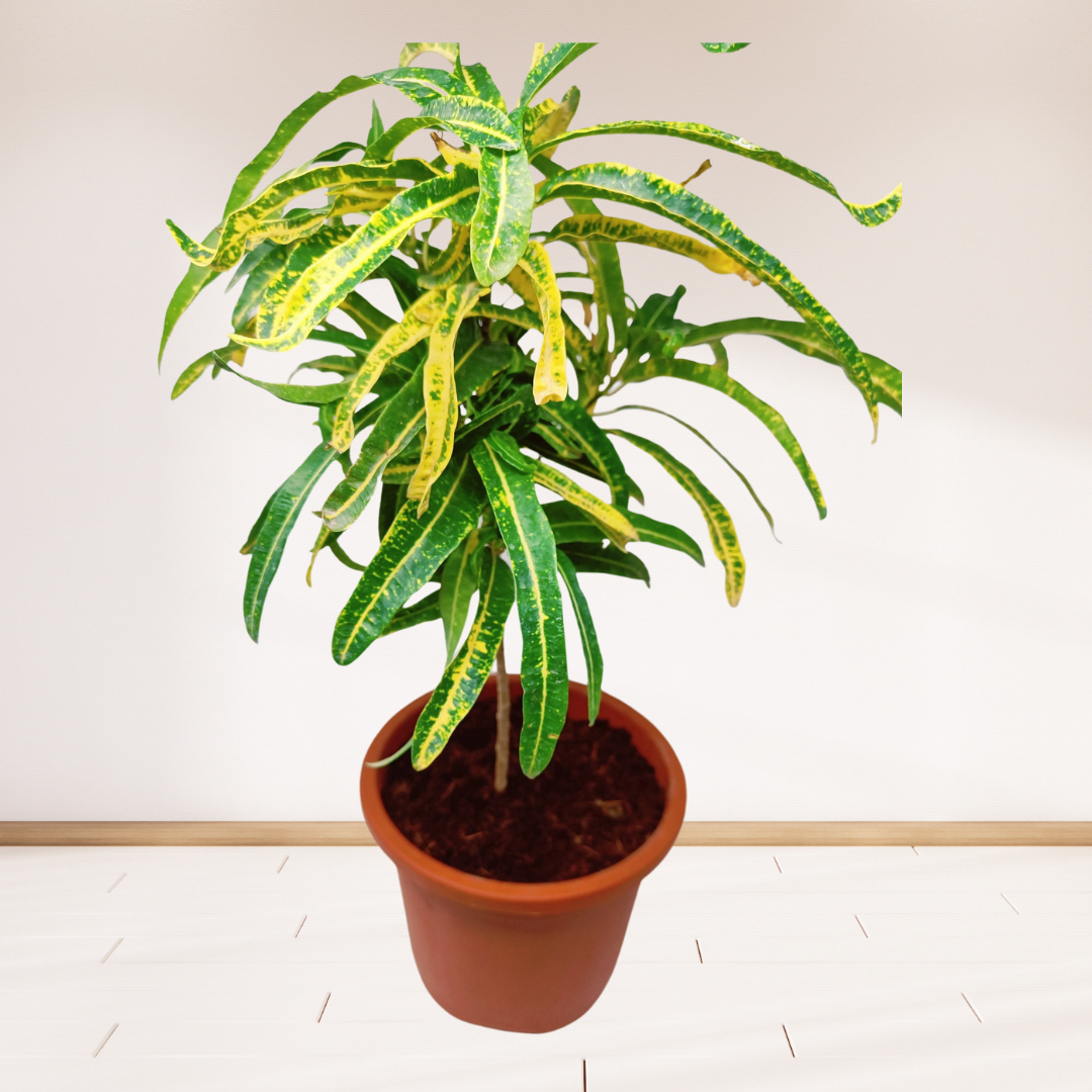 Croton Mammy
