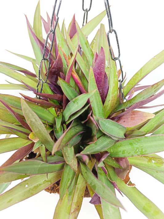 Rhoeo Plant + Hanging Basket