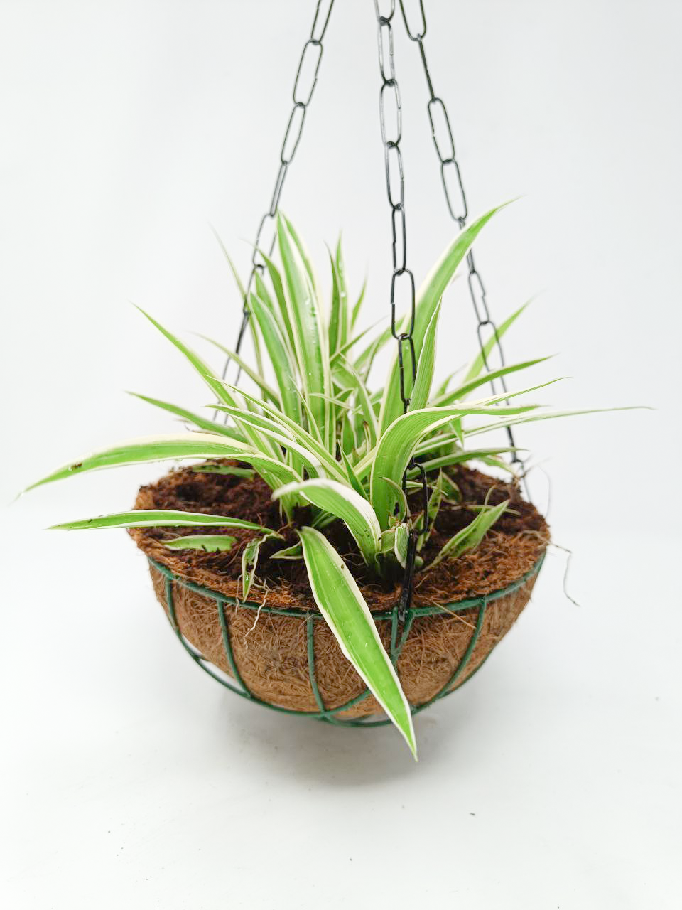 Chlorophytum, Spider Plant- Hanging Basket