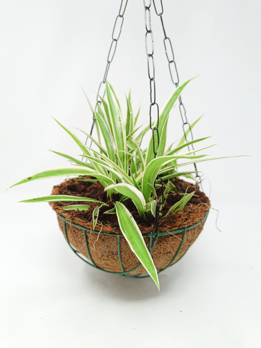 Chlorophytum, Spider Plant- Hanging Basket