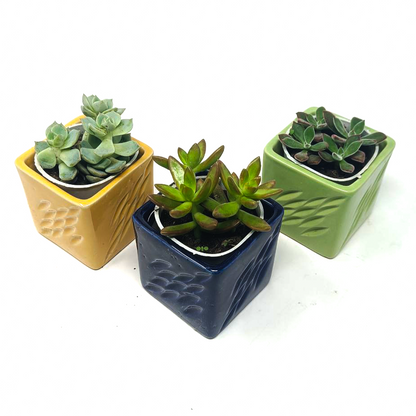 3 Succulent Plants with beautiful ceramic pot