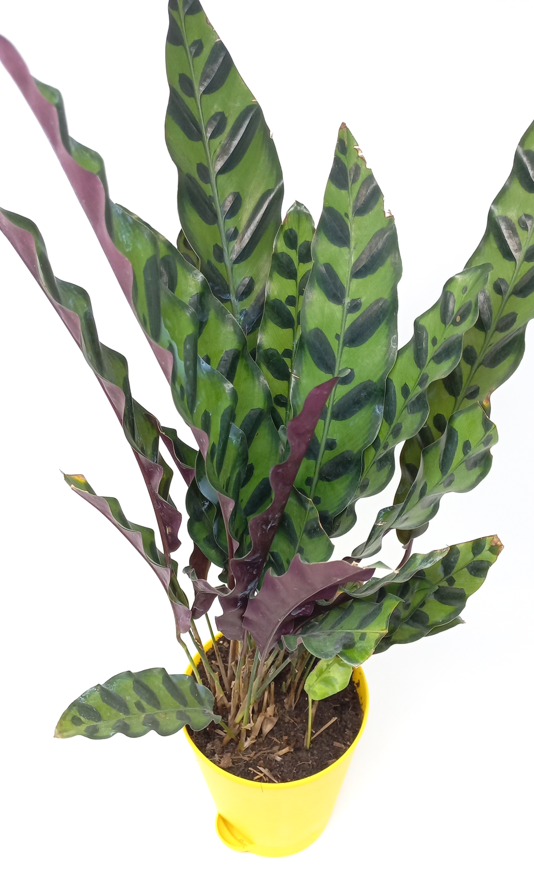 Calathea Rattlesnake