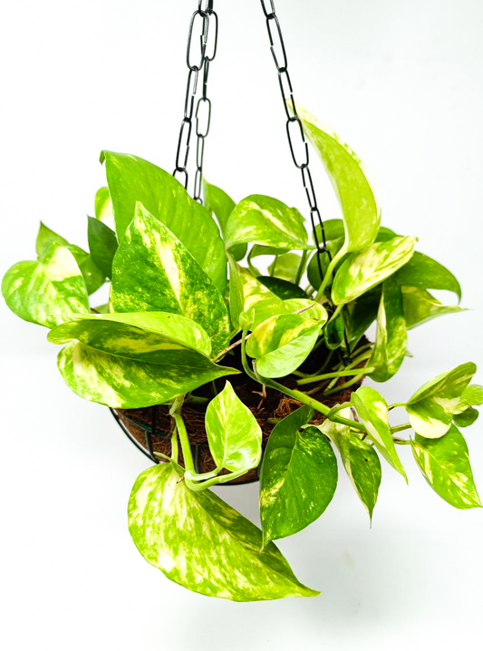 Green Money Plant + Hanging Basket