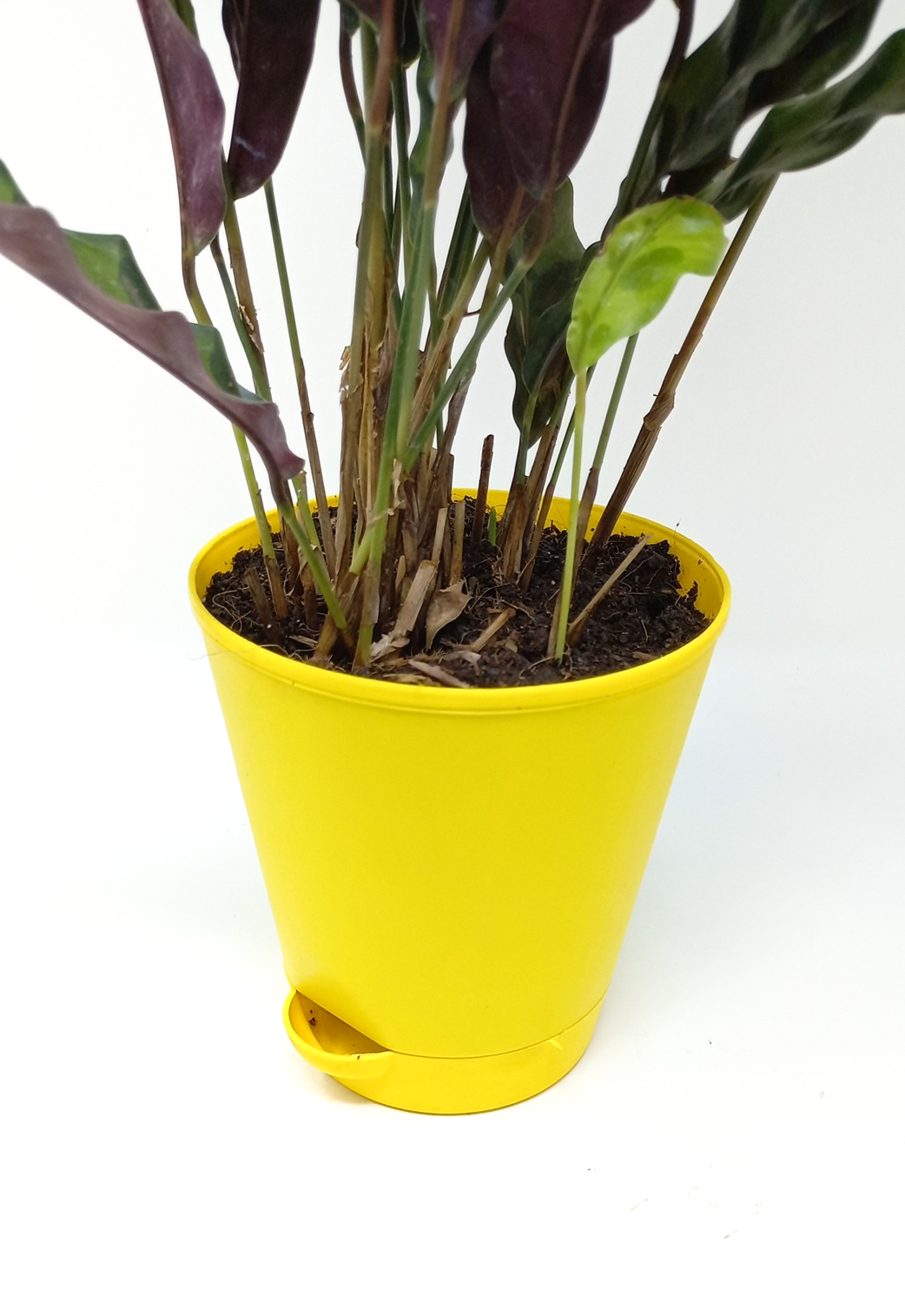 Calathea Rattlesnake