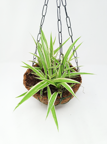 Chlorophytum, Spider Plant- Hanging Basket