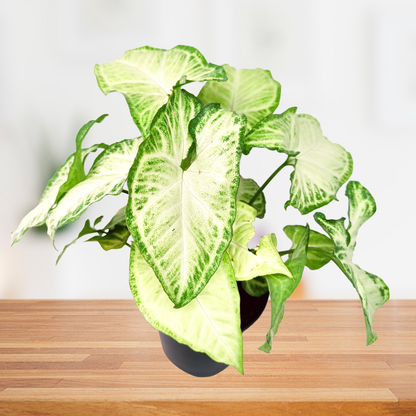 Syngonium light green