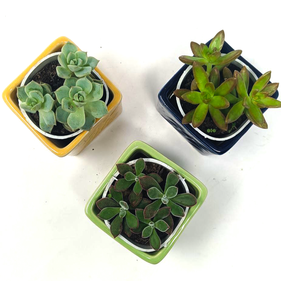 3 Succulent Plants with beautiful ceramic pot