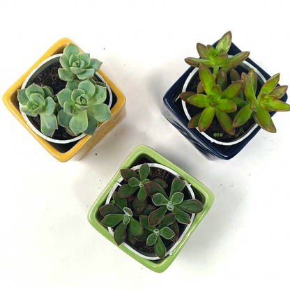 3 Succulent Plants with beautiful ceramic pot