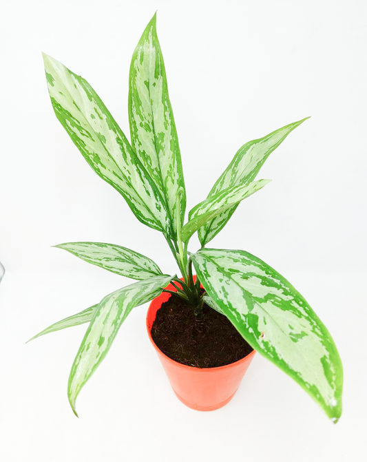 Aglaonema silver queen