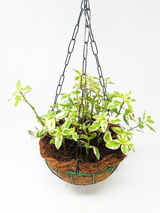 Asystasia gangetica variegated + Hanging Basket
