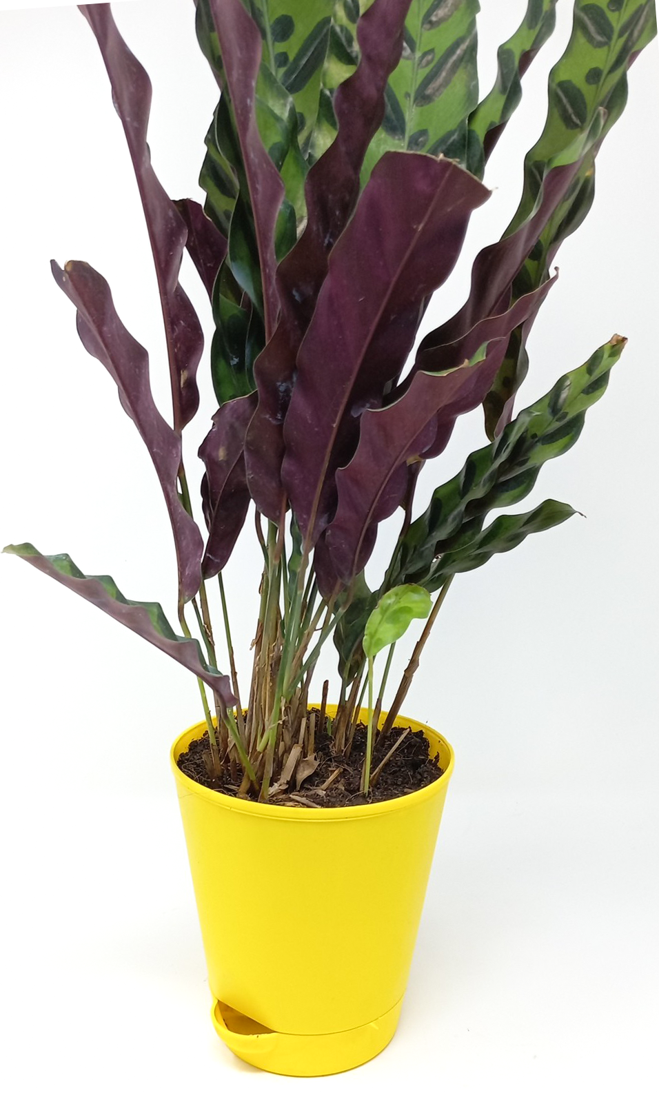 Calathea Rattlesnake