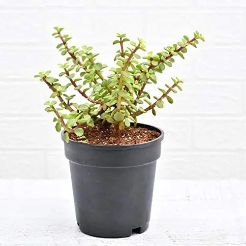 Jade Plant