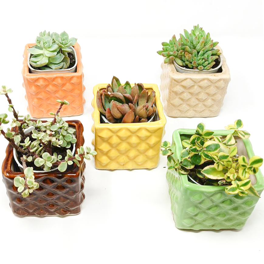5 Succulent Plants with beautiful ceramic pot