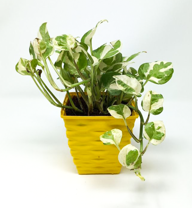 Money Plant variegated