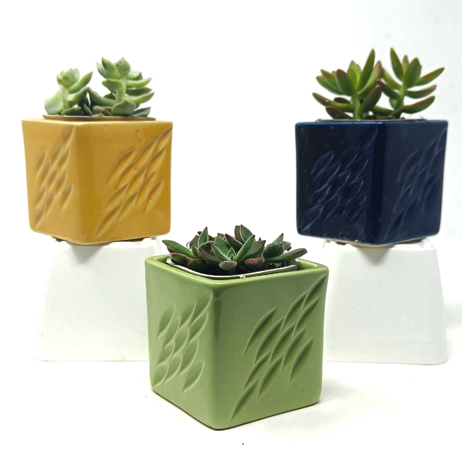 3 Succulent Plants with beautiful ceramic pot