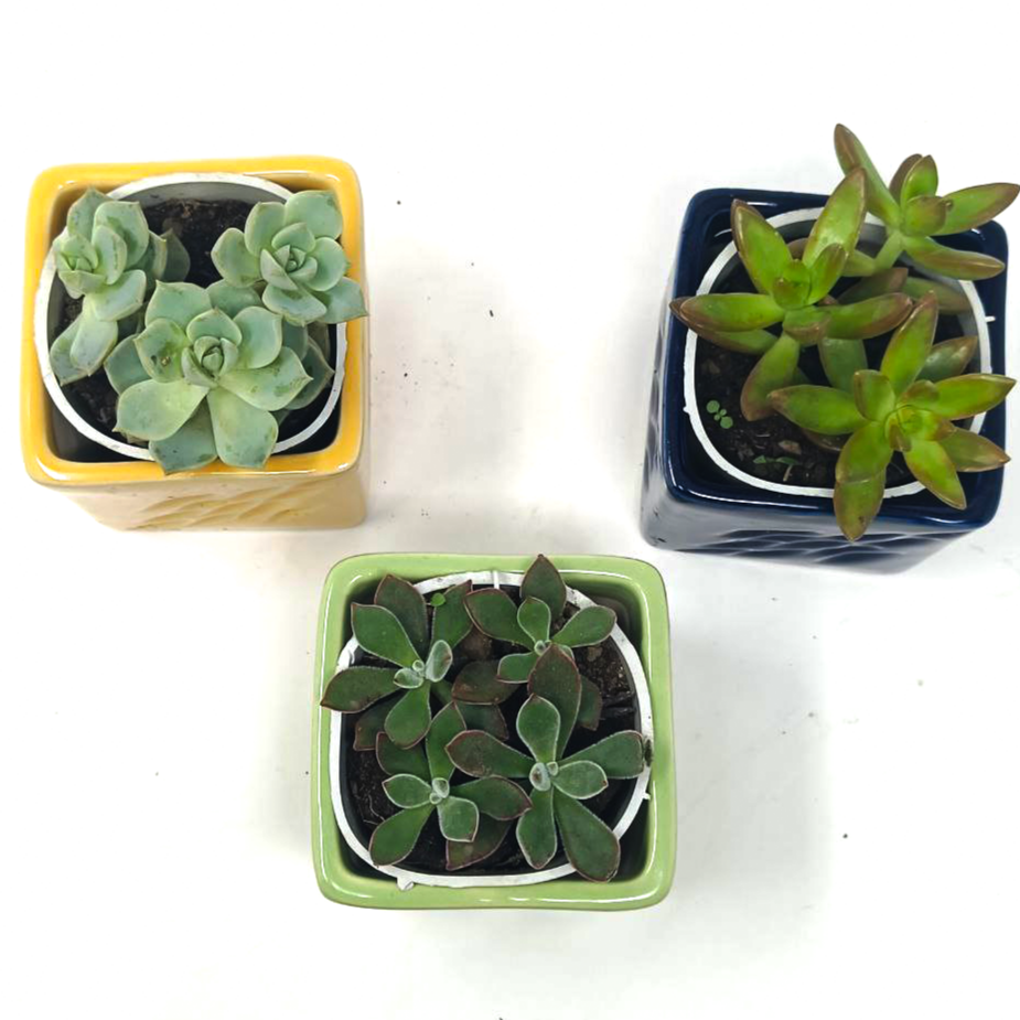 3 Succulent Plants with beautiful ceramic pot