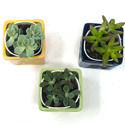 3 Succulent Plants with beautiful ceramic pot