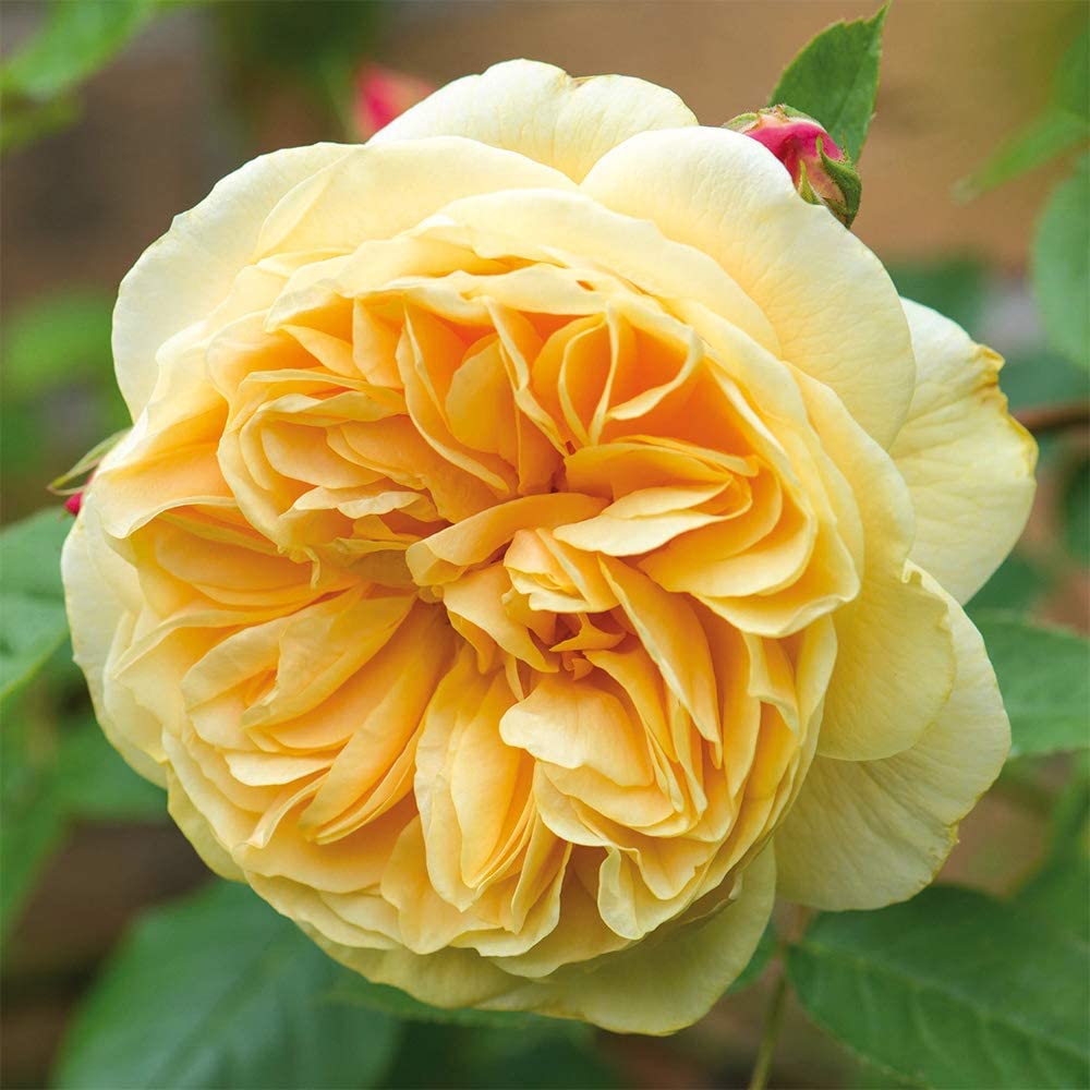 English roses -Set of 3 plants (Only for Delhi NCR)