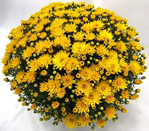 Guldawari/Chrysanthemum