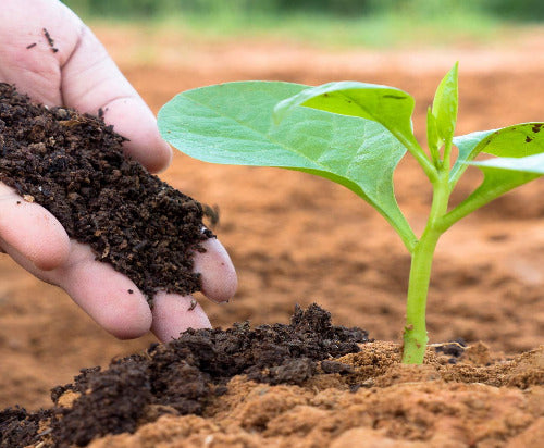 Vermicompost 5kg