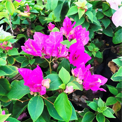 Bougainville (any colour)