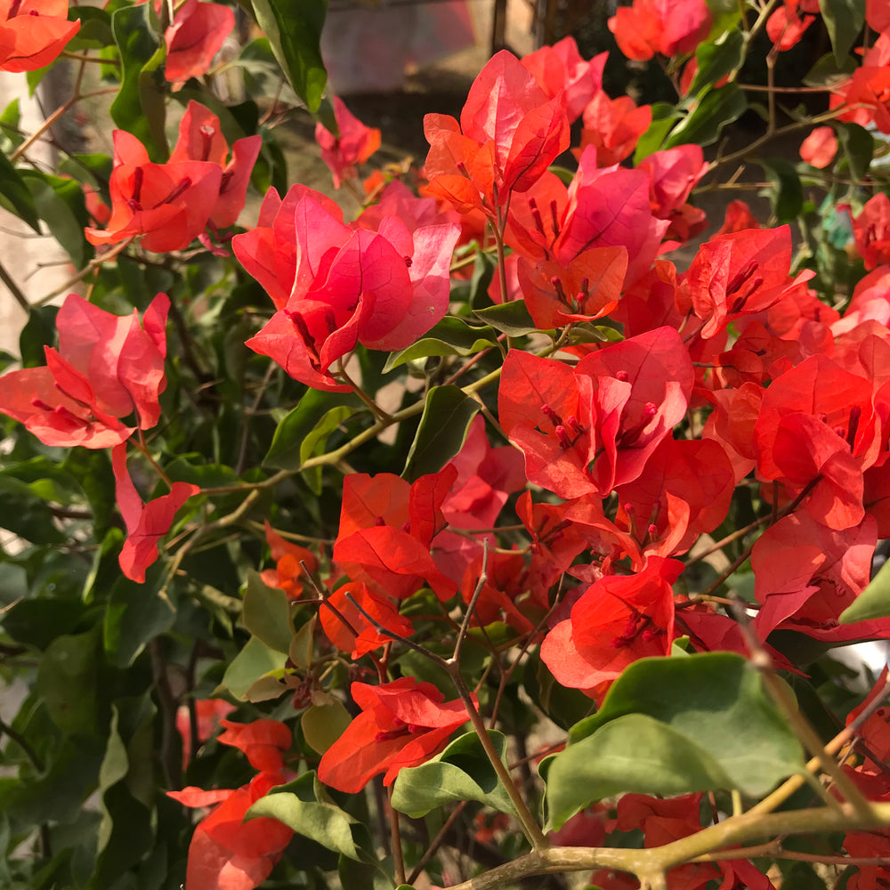 Bougainville (any colour)