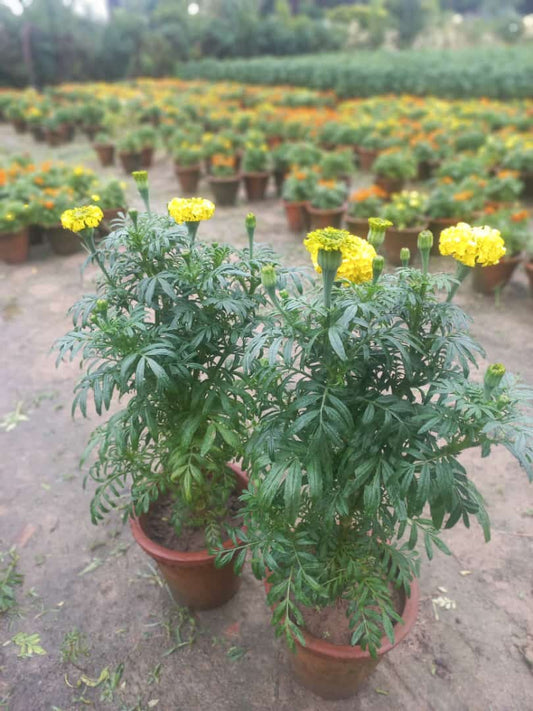 Marigold Yellow ( in 6' clay pot)