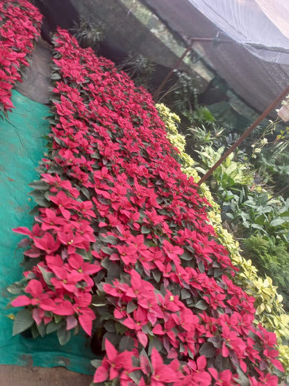 Poinsettia (Set of 3)