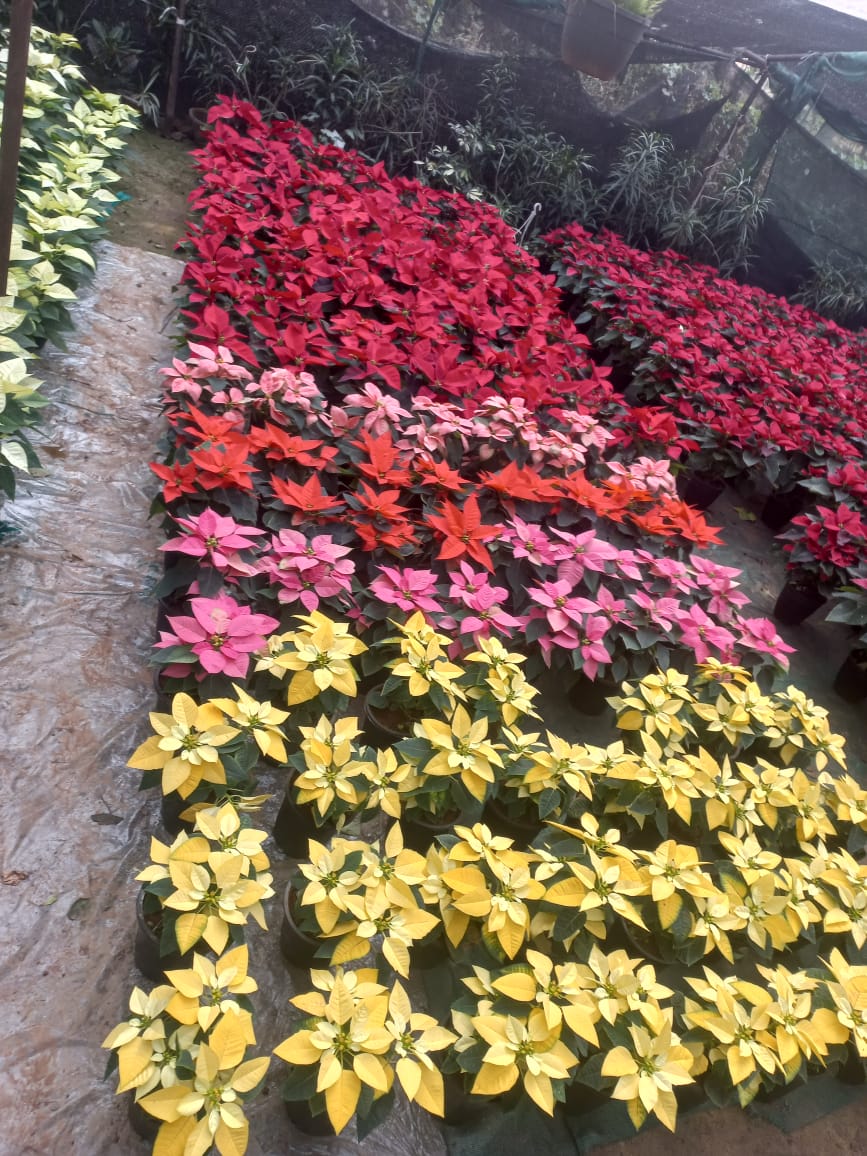 Poinsettia (Set of 3)