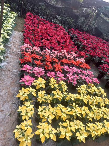 Poinsettia (Set of 3)