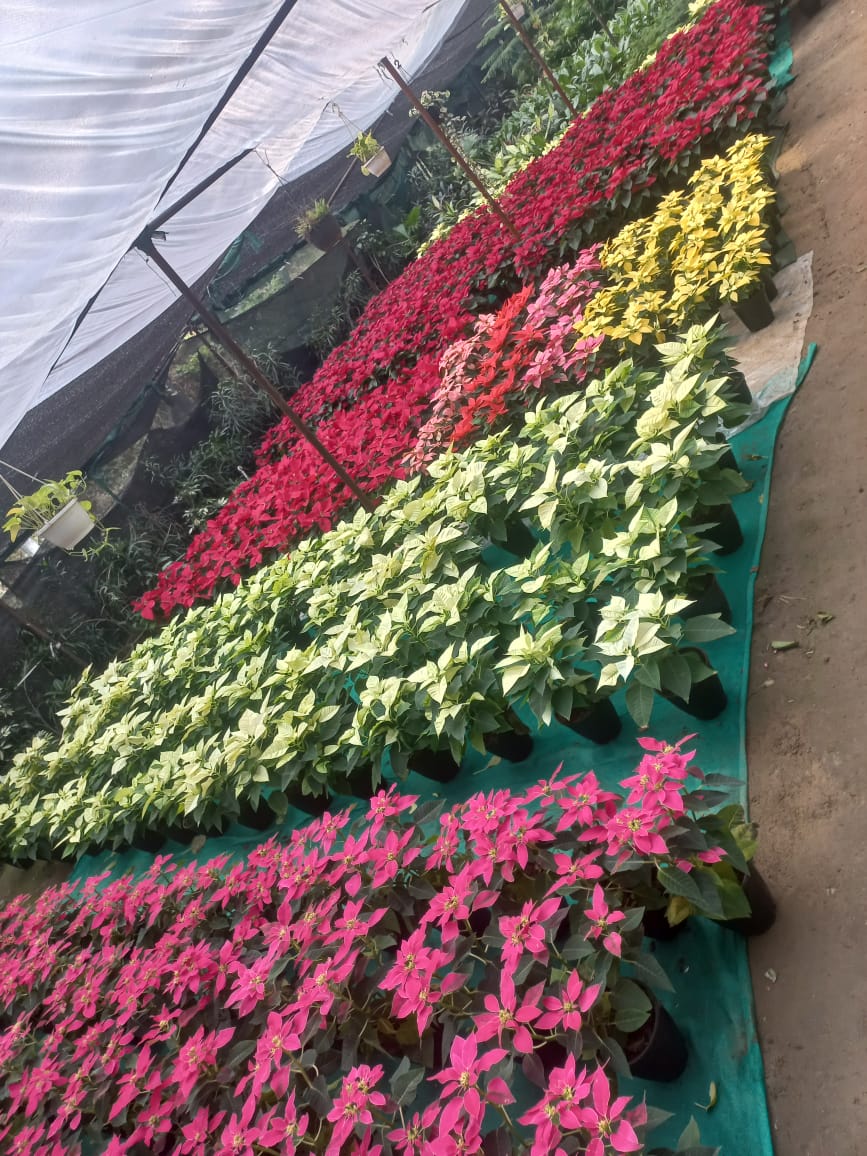 Poinsettia (Set of 3)