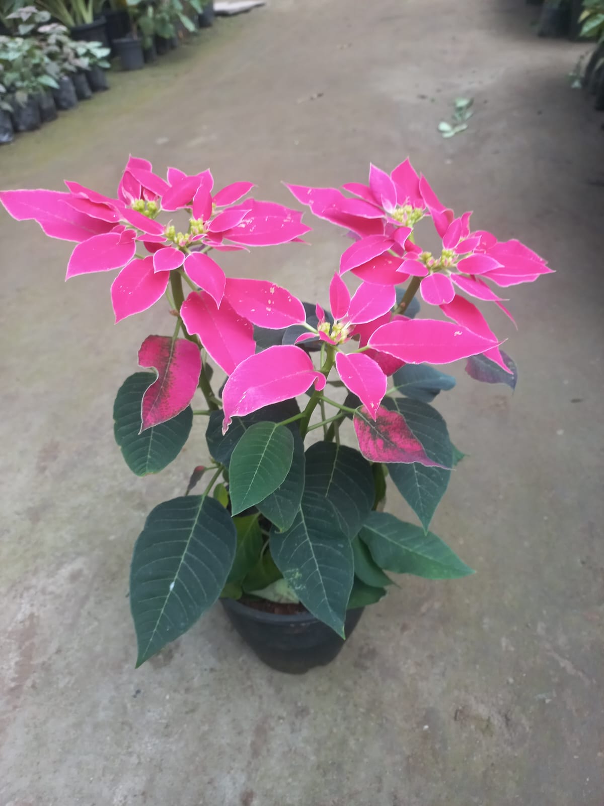 Poinsettia (Set of 3)
