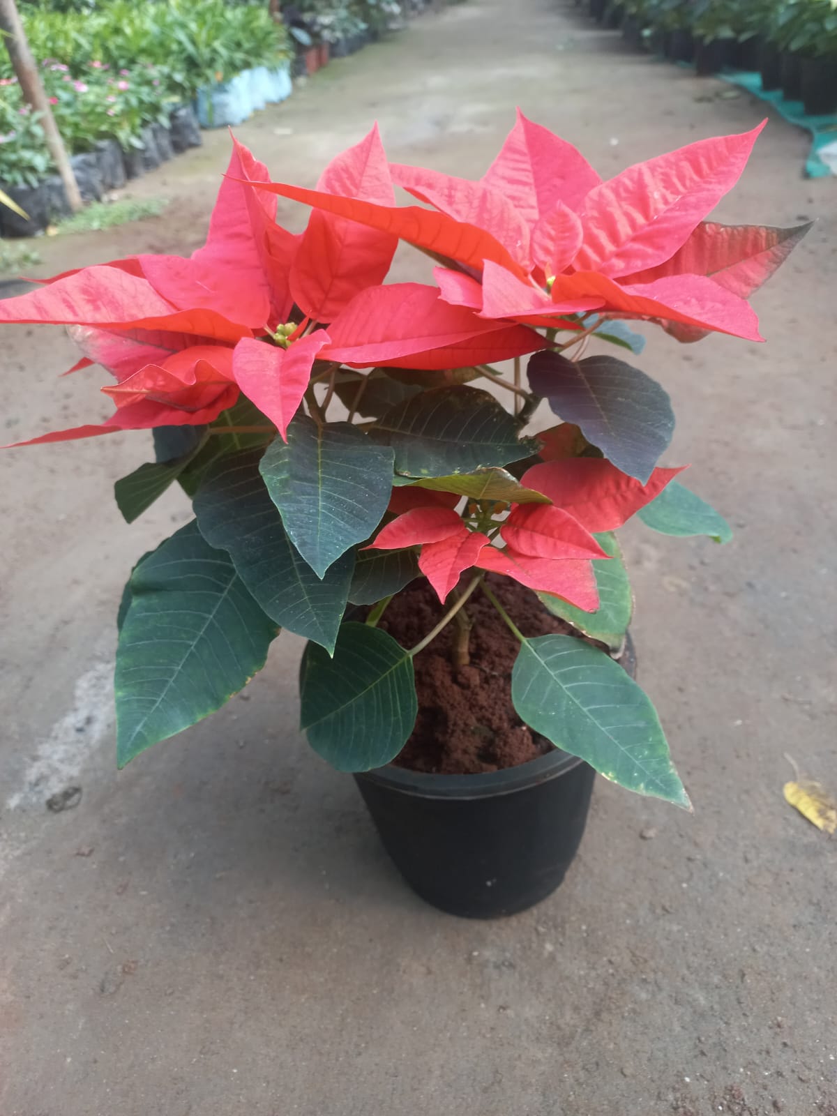 Poinsettia (Set of 3)
