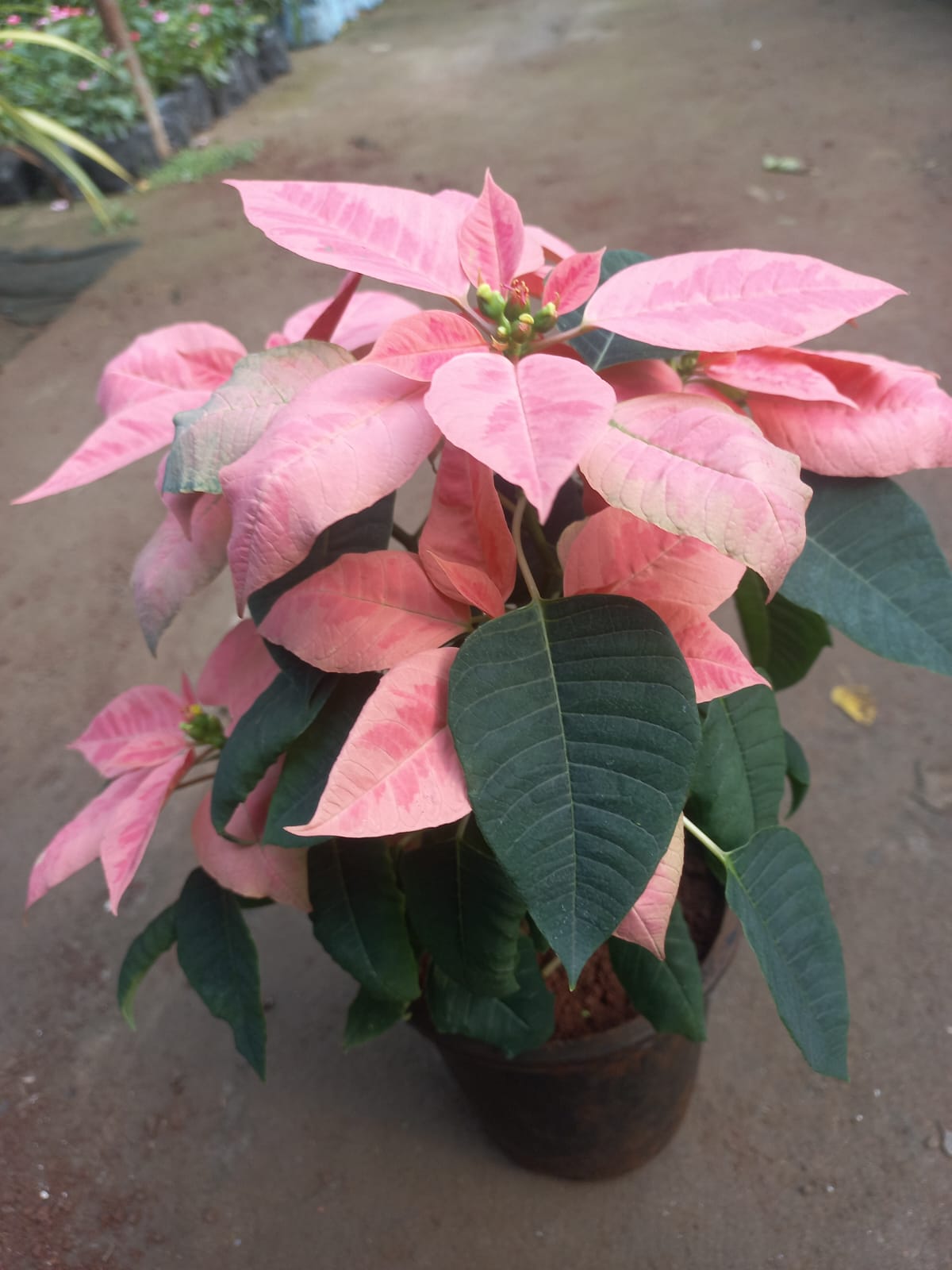 Poinsettia (Set of 3)