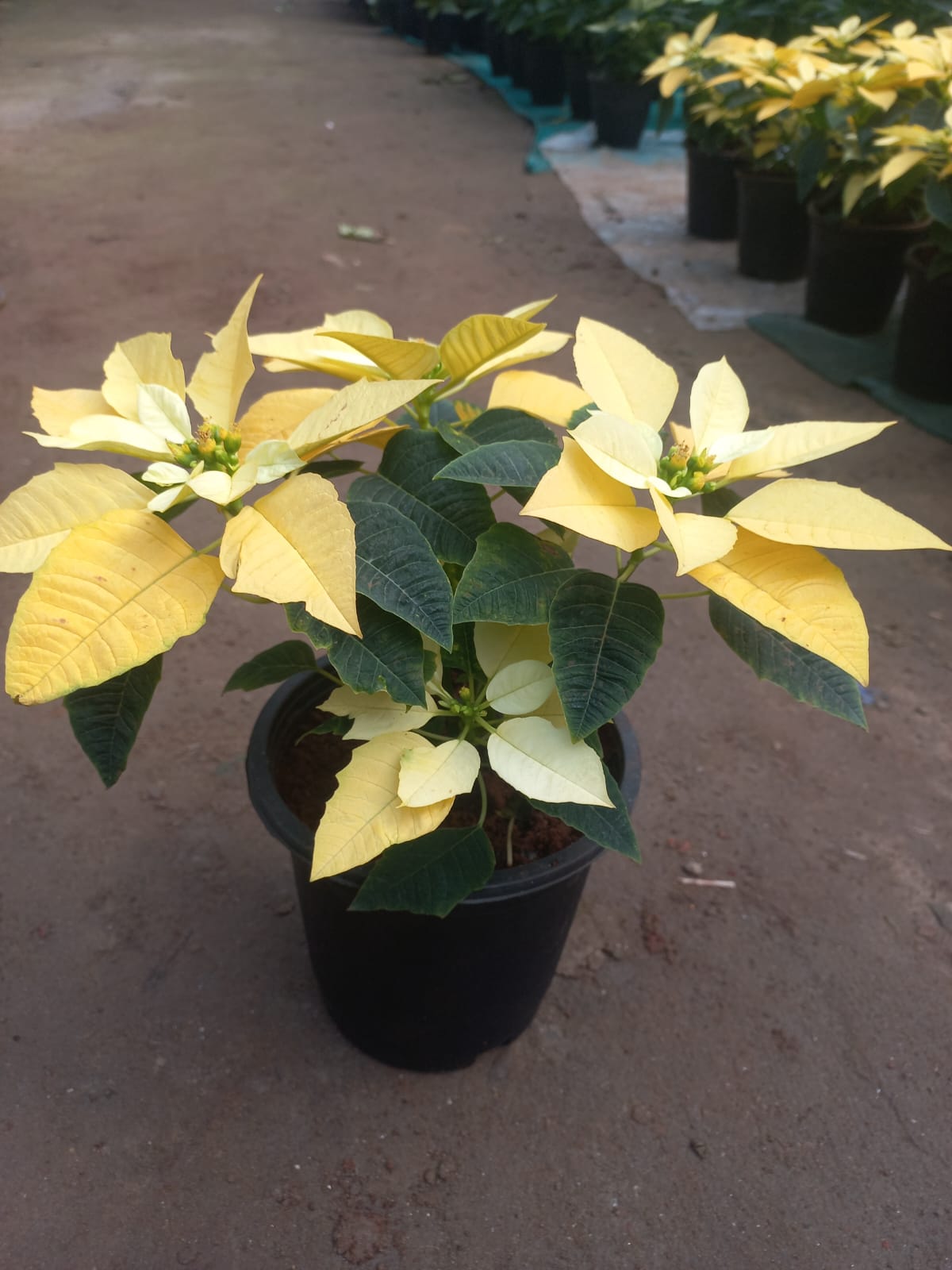 Poinsettia (Set of 3)