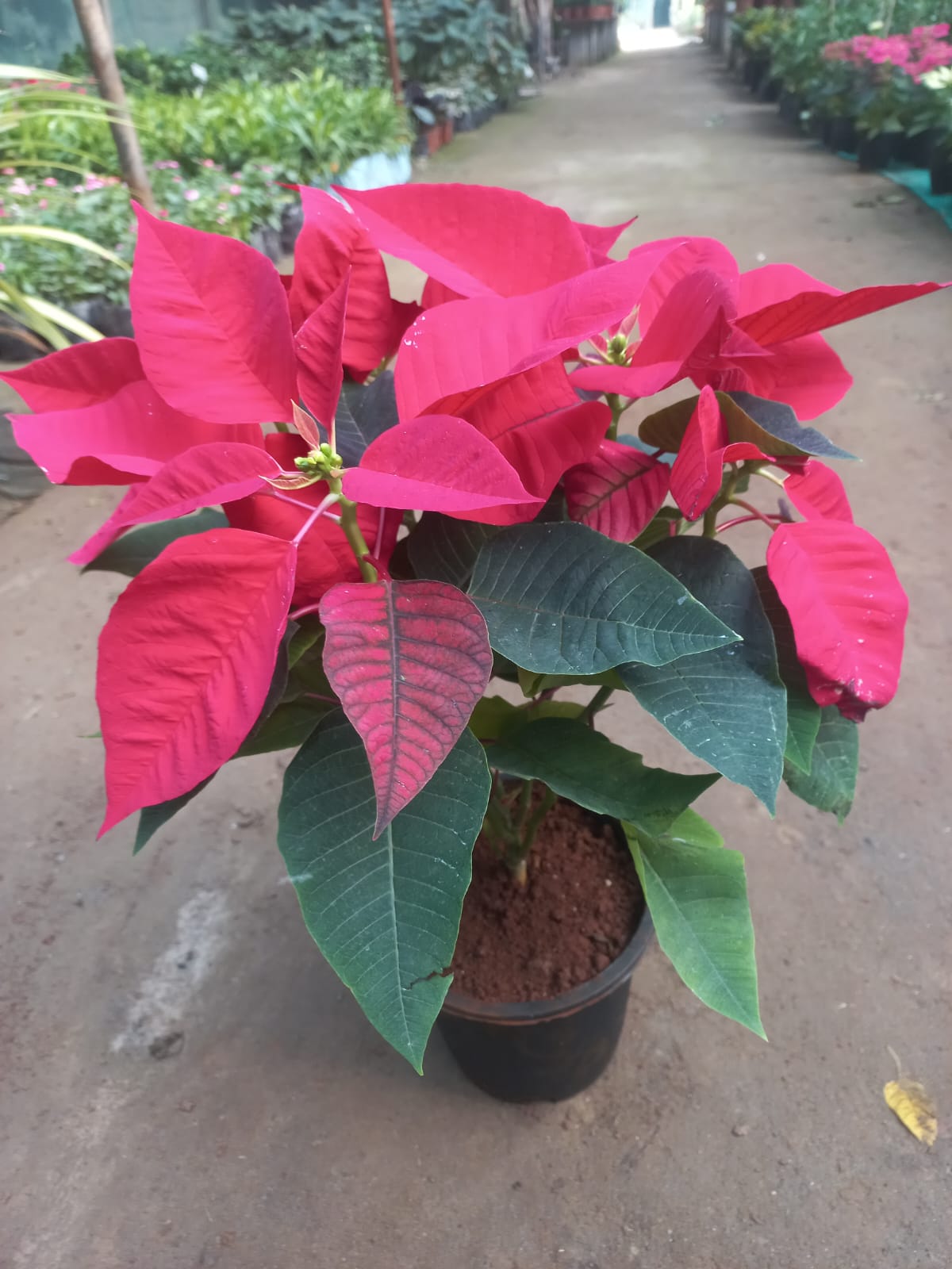Poinsettia (Set of 3)