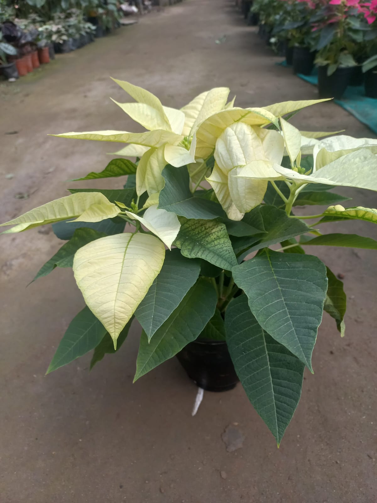 Poinsettia (Set of 3)