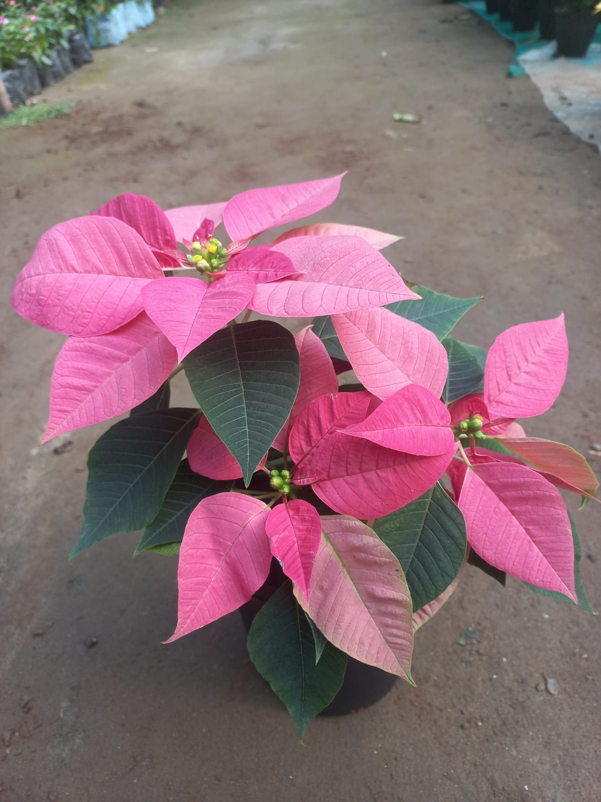 Poinsettia (Set of 3)