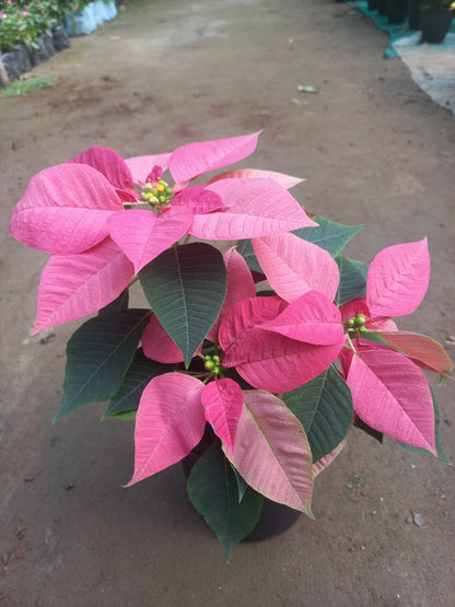 Poinsettia (Set of 3)
