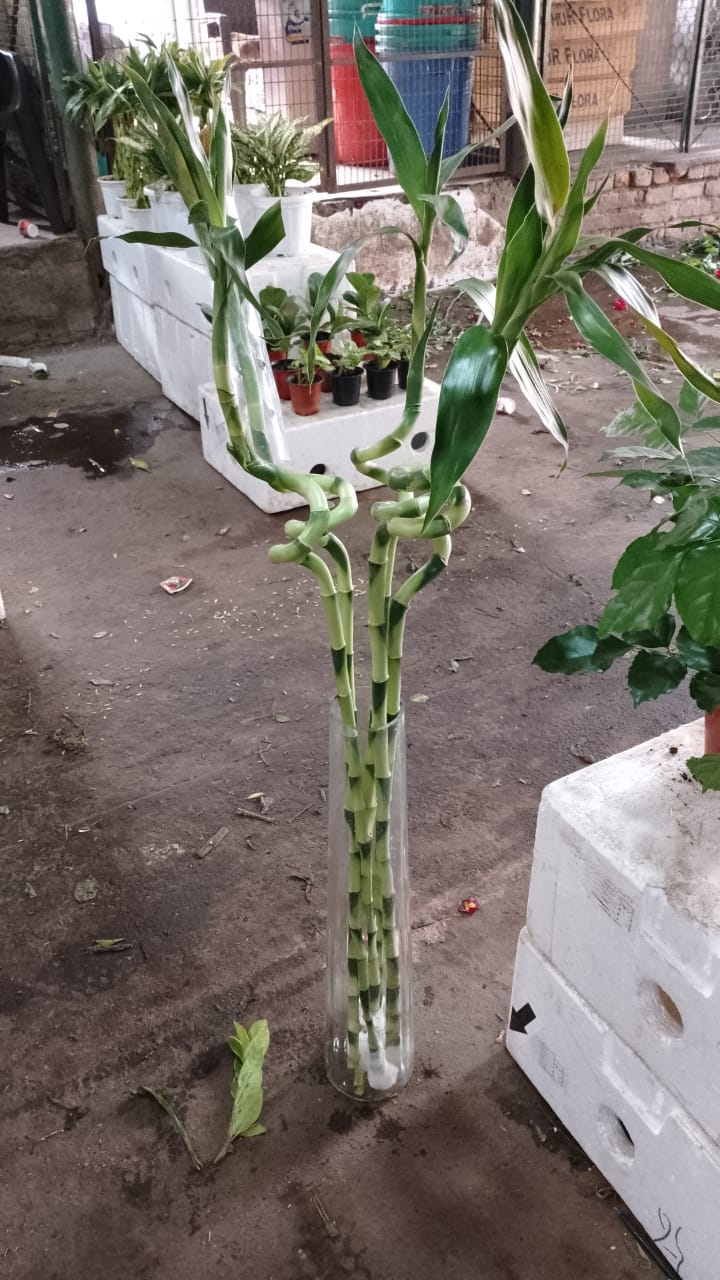 बड़ा सर्पिल भाग्यशाली बांस