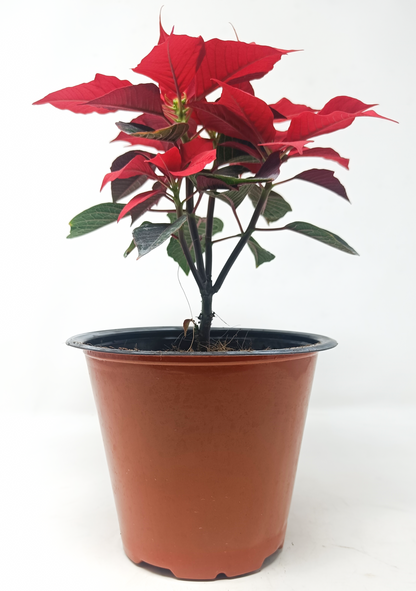 Poinsettia