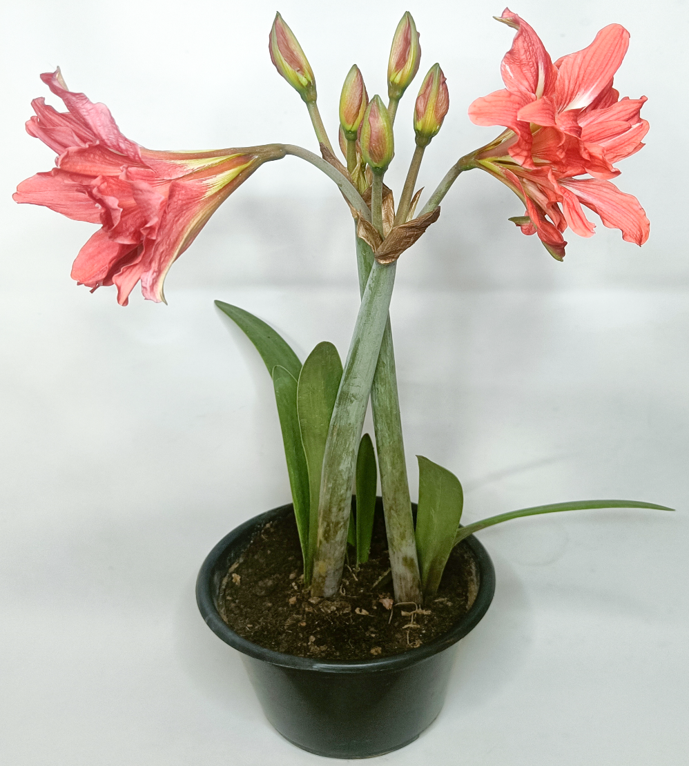 Amaryllis