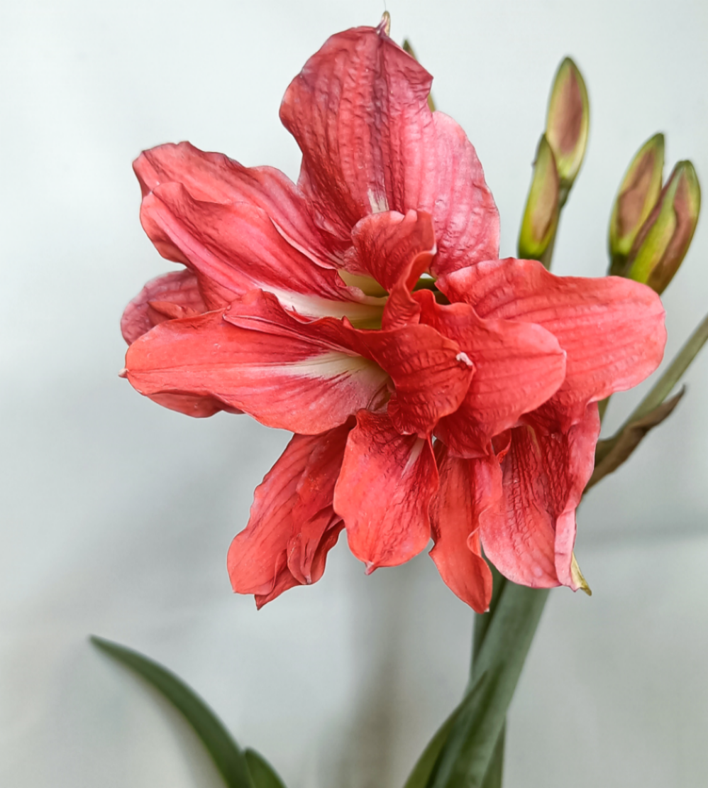 Amaryllis