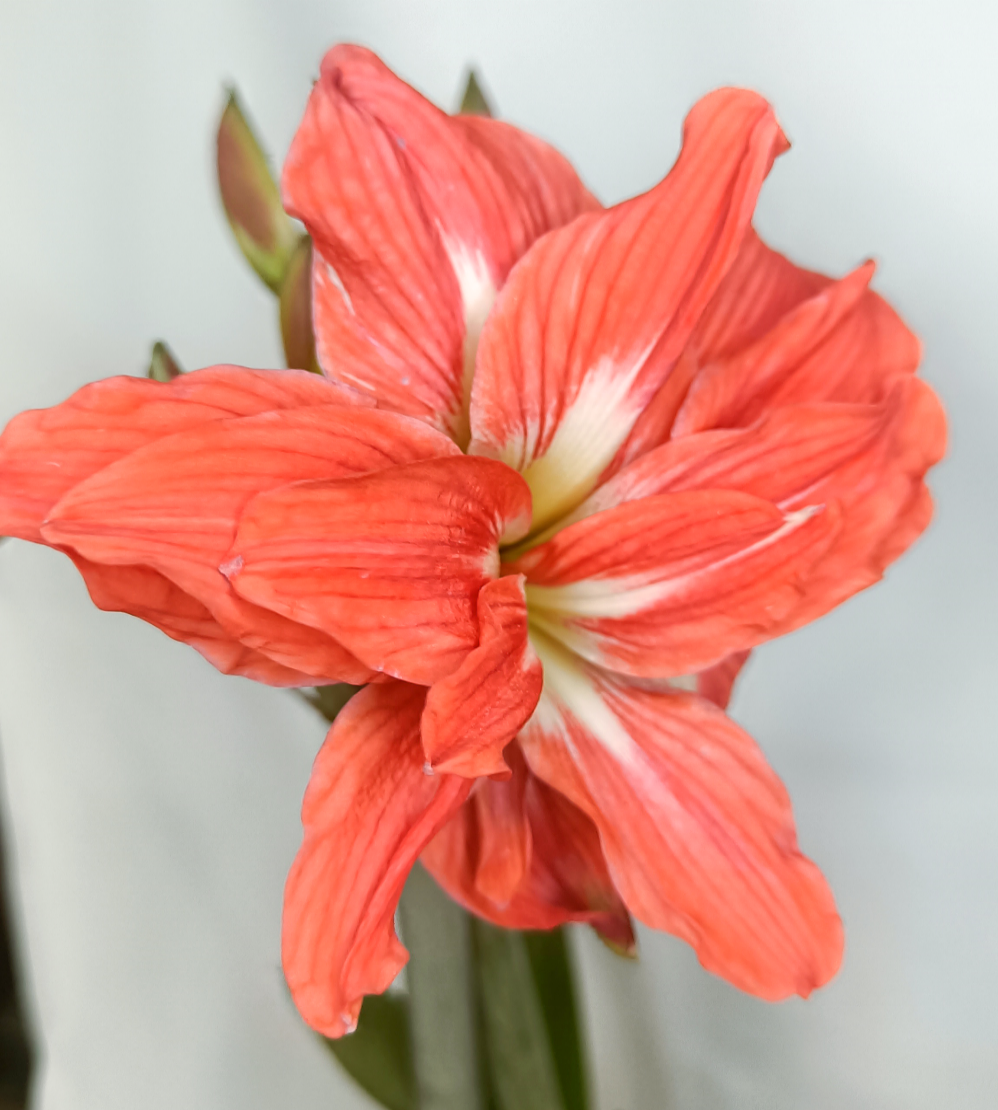 Amaryllis