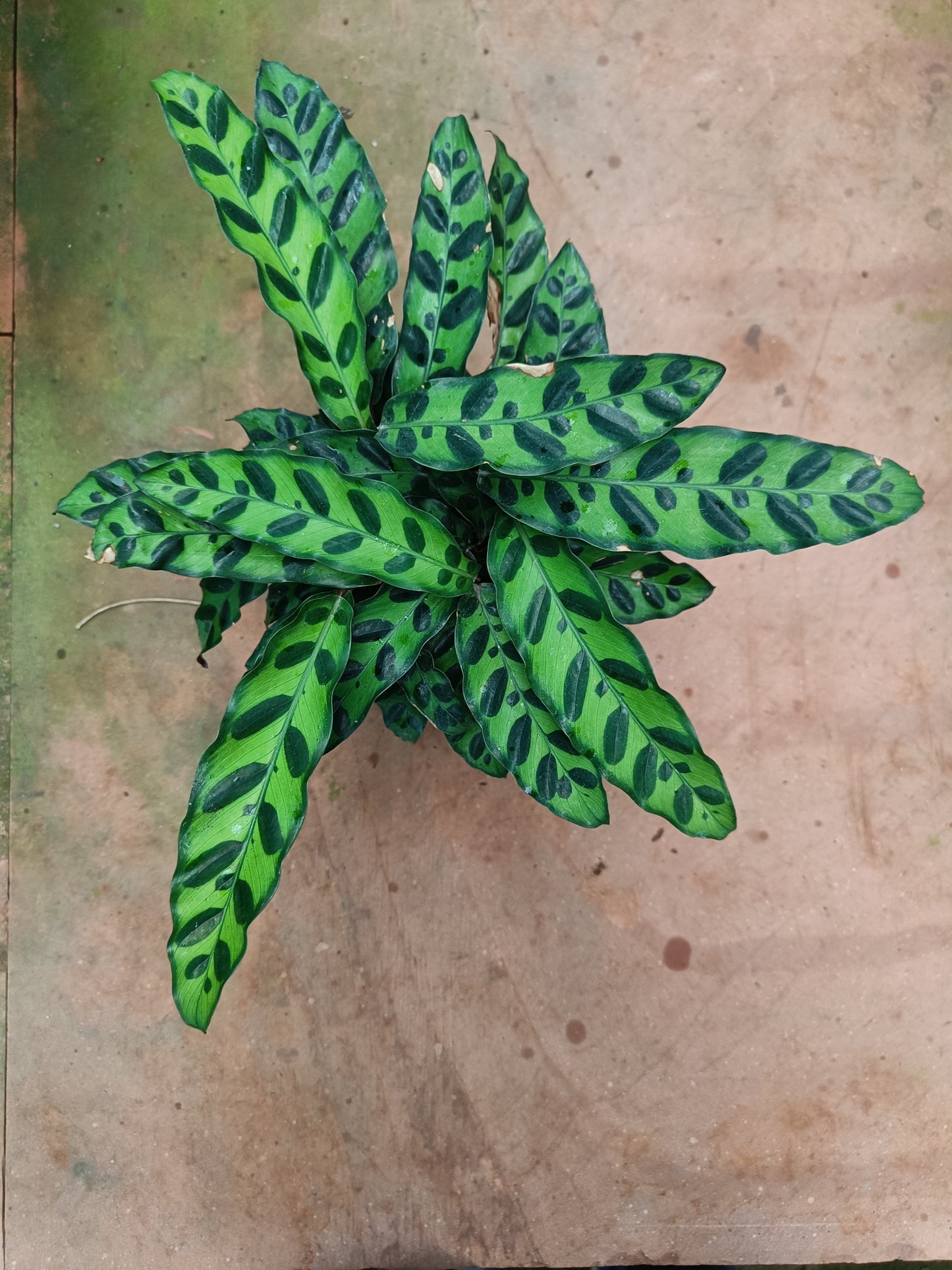 4.5" पॉट में कैलाथिया रैटलस्नेक