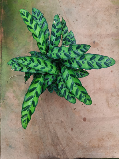 4.5" पॉट में कैलाथिया रैटलस्नेक